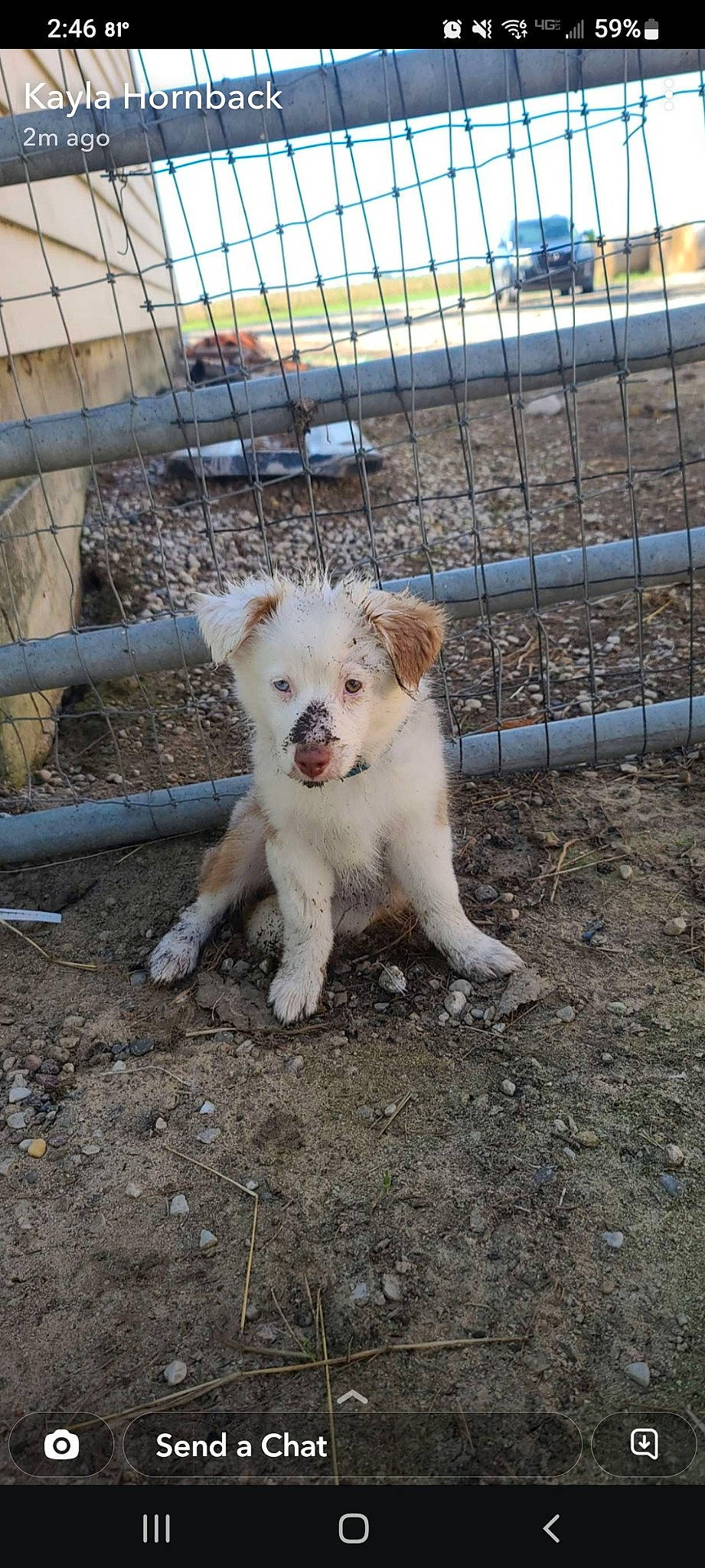 Bayley is registered to the contest to win money with this photo: canidae, carnivore, chain_link_fencing, companion_dog, dog, dog_breed, dog_supply, fawn, fence, fur, mesh, pet_supply, snout, sporting_group, street_dog, tail, terrestrial_animal, whiskers, wire_fencing, working_animal