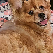 Pumpkin joined the competition — help win amazing prizes! app_icons, blanket, brown_fur, canine, cozy, cute, dog, ears, eyes, fluffy, fur, home, indoor, lying_down, nose, pet, phone_screen, relaxed, smiling, tongue_out