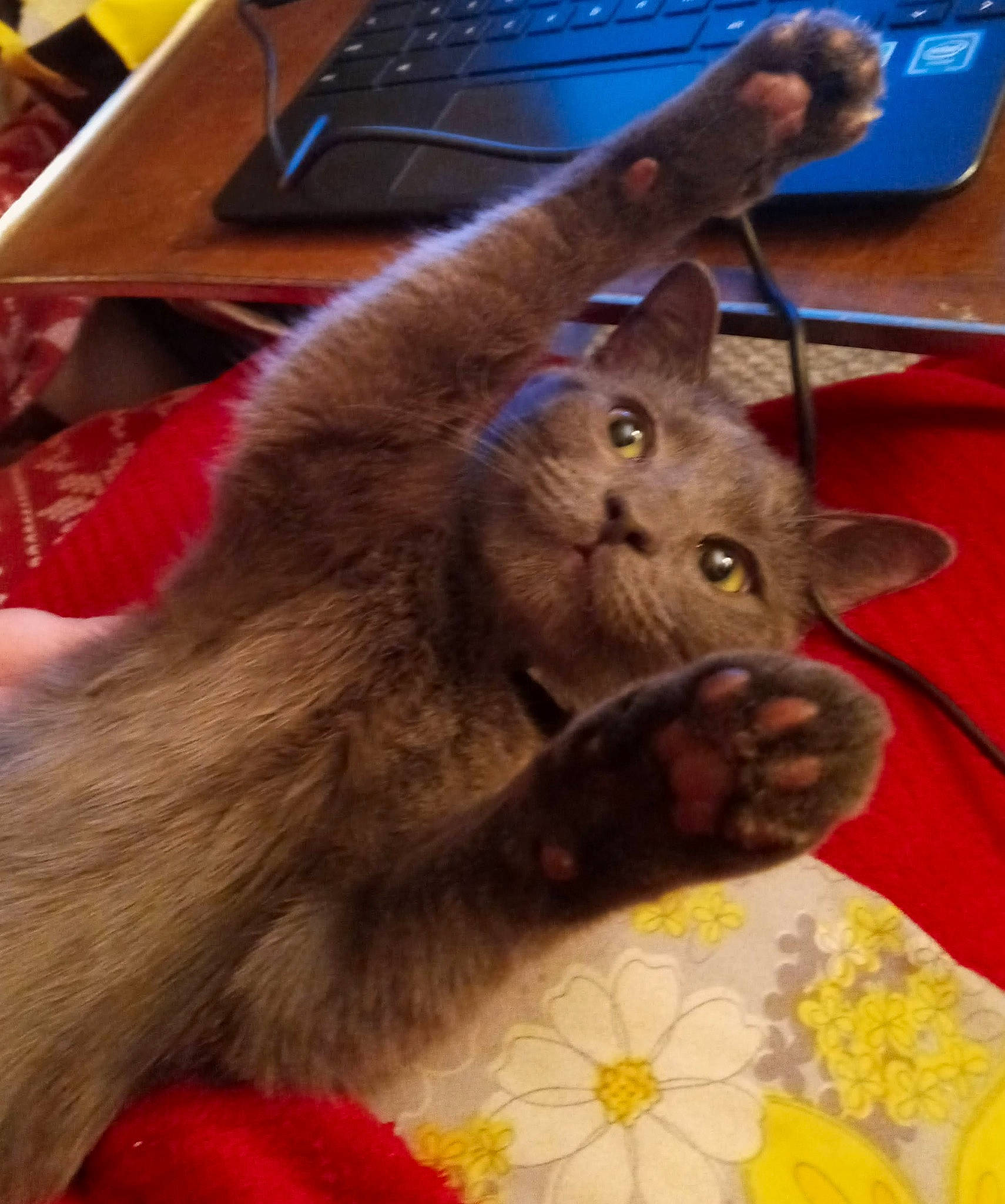 Bella is registered to the contest to win money with this photo: carnivore, cat, claw, computer, computer_keyboard, dog_breed, domestic_short_haired_cat, fawn, felidae, flooring, fur, input_device, laptop, paw, peripheral, personal_computer, small_to_medium_sized_cats, snout, tail, whiskers