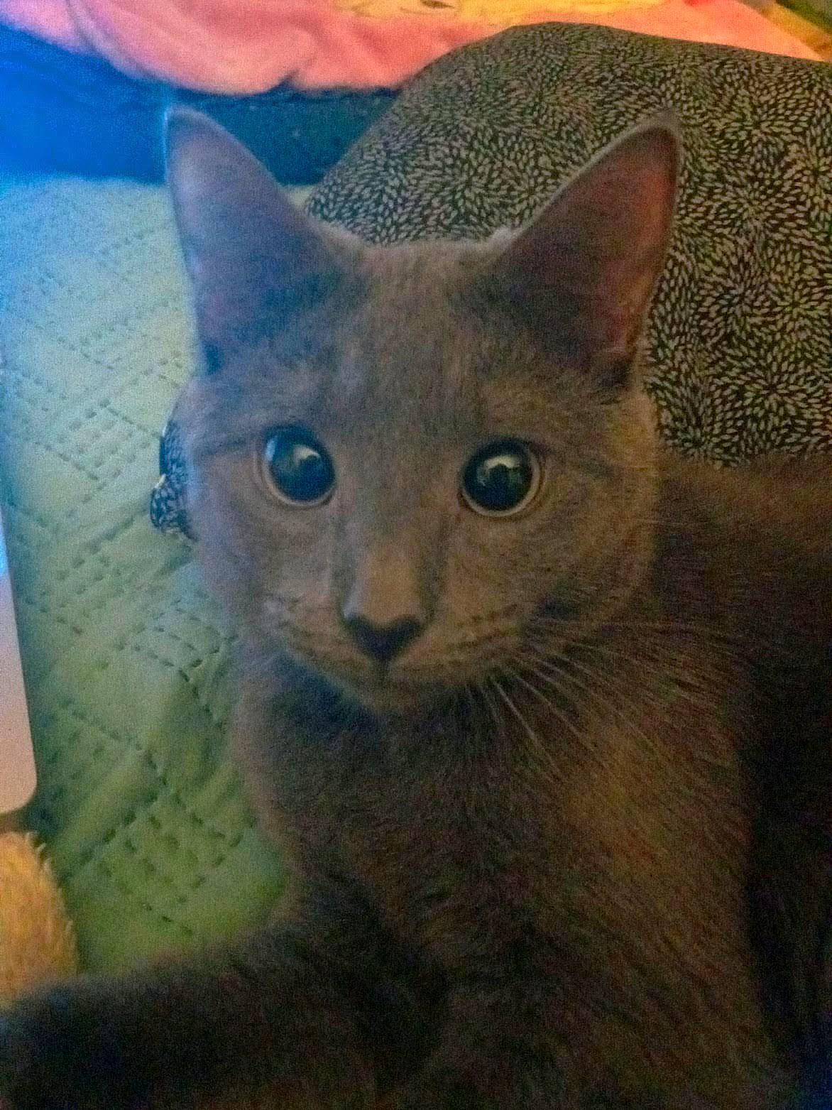 Bella joined the competition — help win amazing prizes! carnivore, cat, comfort, domestic_short_haired_cat, electric_blue, felidae, fur, russian_blue, small_to_medium_sized_cats, snout, whiskers