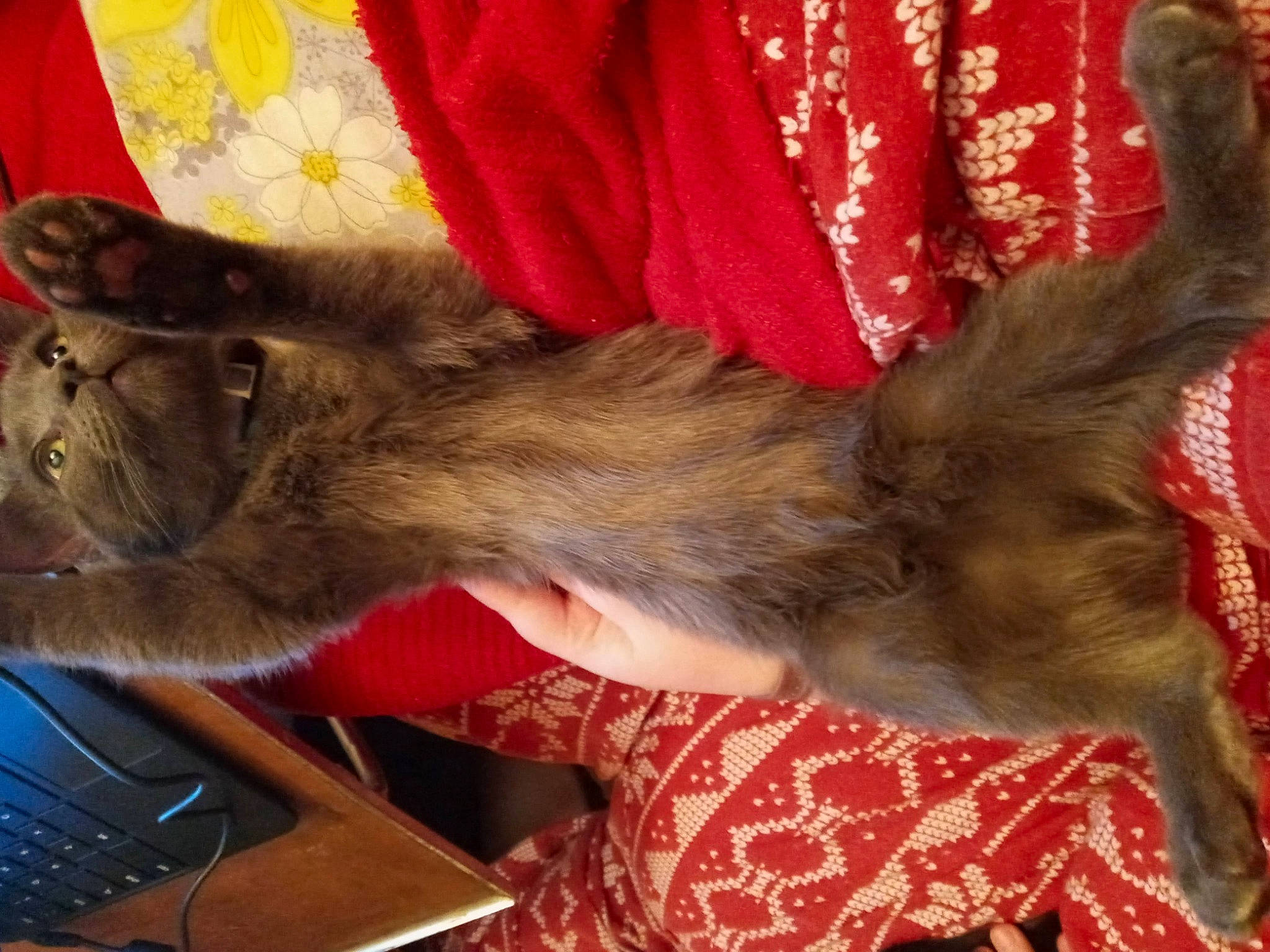 Bella joined the competition — help win amazing prizes! carnivore, cat, claw, comfort, companion_dog, computer_keyboard, corgi_chihuahua, dog_breed, domestic_short_haired_cat, ear, fawn, felidae, fur, human_leg, lap, paw, small_to_medium_sized_cats, sporting_group, tail, whiskers