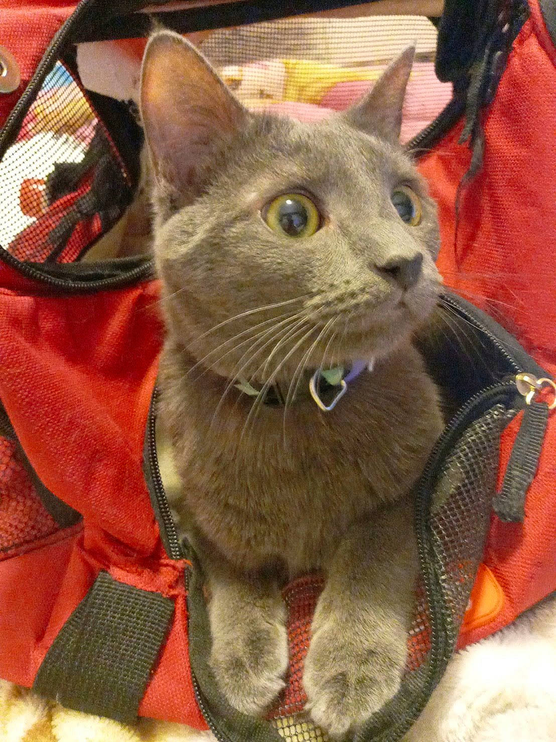 Bella is registered to the contest to win money with this photo: carnivore, cat, cat_supply, domestic_short_haired_cat, felidae, fur, pattern, russian_blue, small_to_medium_sized_cats, snout, whiskers