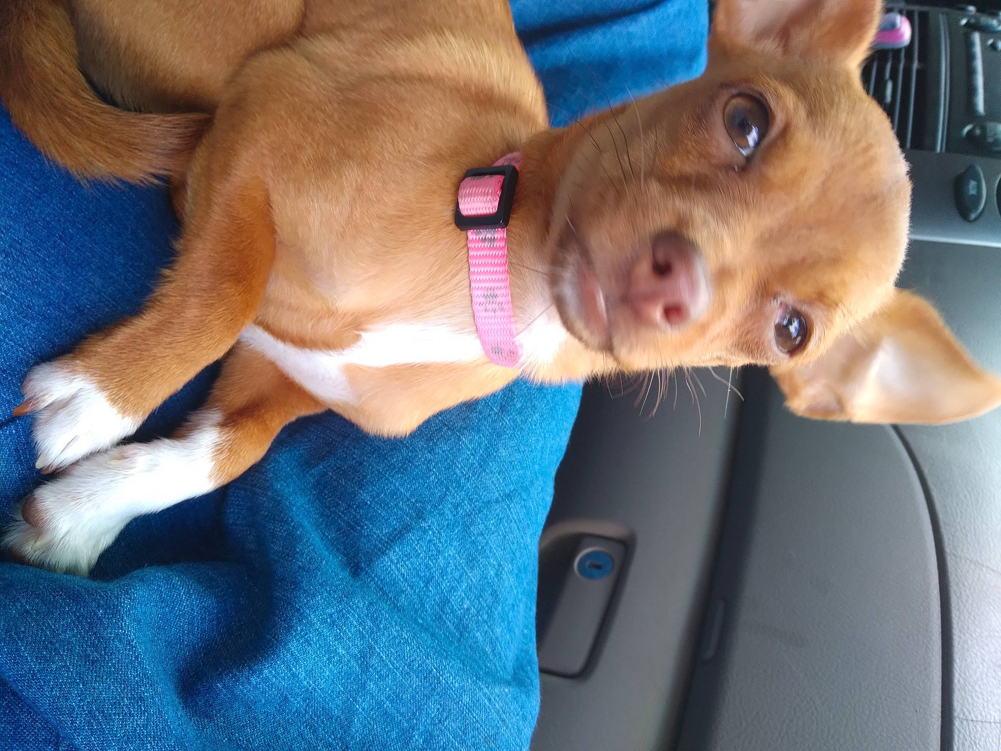 Fawn is registered to the contest to win money with this photo: canidae, carnivore, chest, collar, companion_dog, dog, dog_breed, dog_collar, door, ear, fawn, human_leg, liver, selfie, snout, sporting_group, vehicle, vehicle_door, whiskers, working_animal