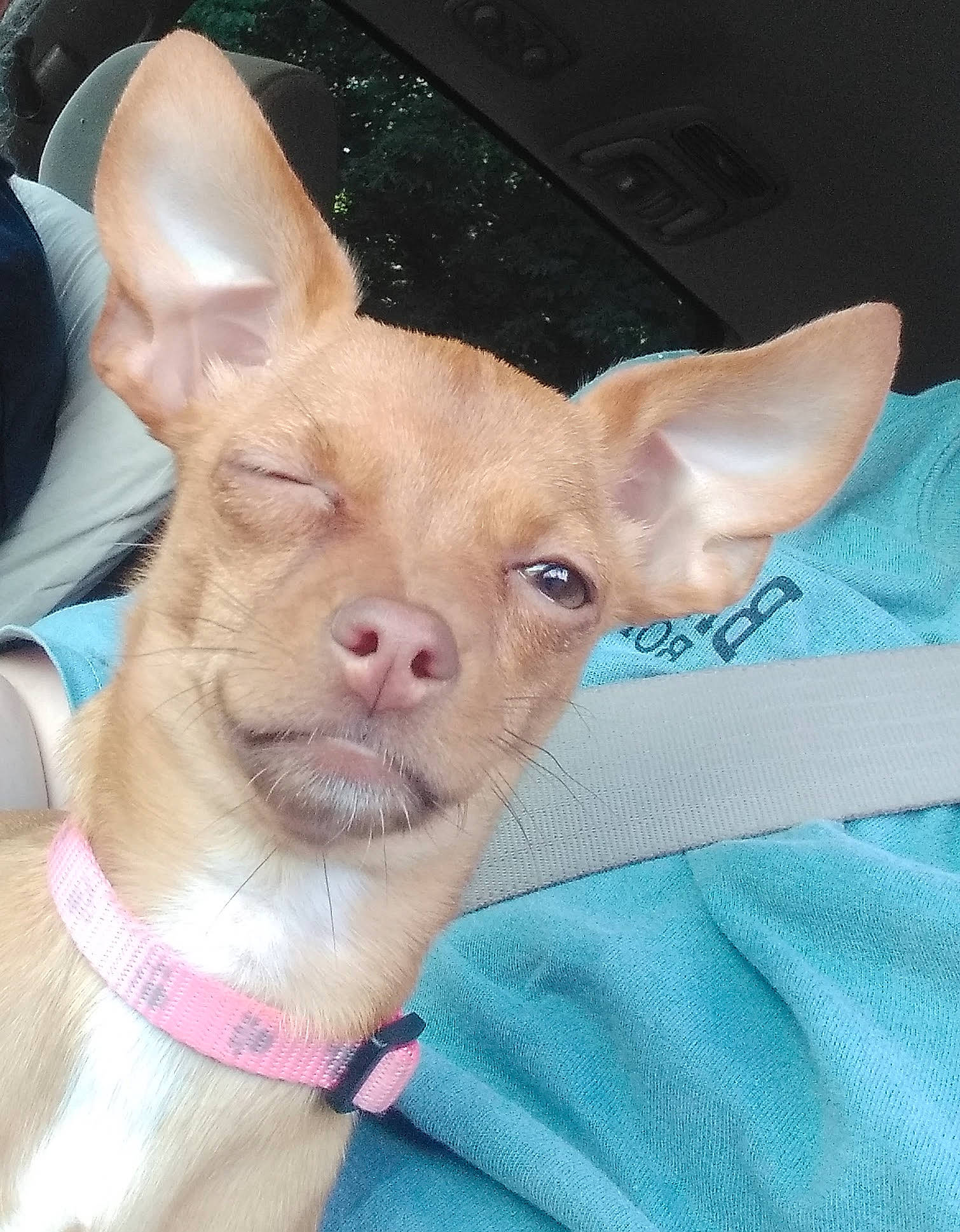 Fawn joined the competition — help win amazing prizes! canidae, carnivore, dog, dog_breed, ear, electric_blue, fawn, fur, gesture, terrestrial_animal, whiskers, working_animal