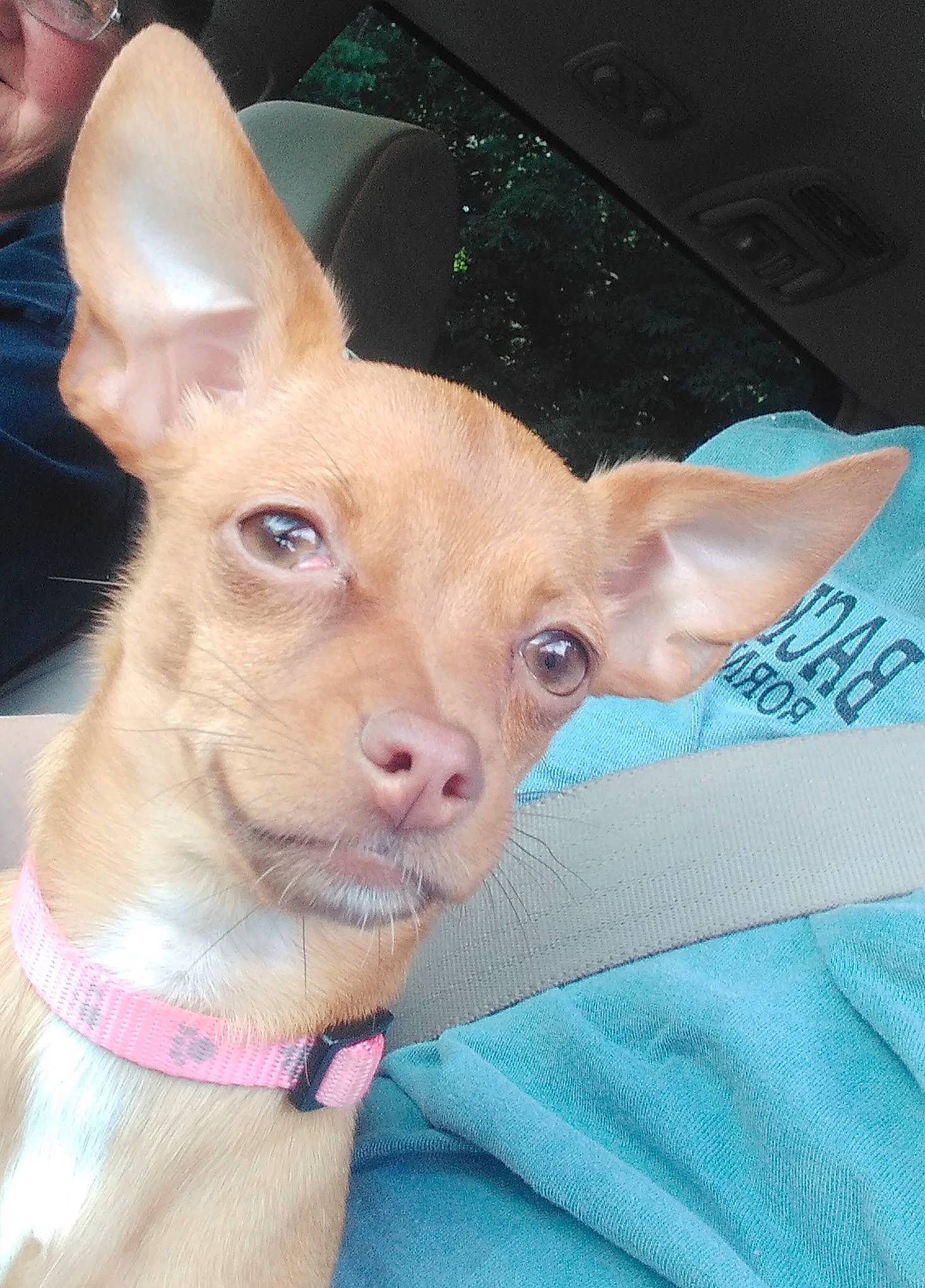 Fawn joined the competition — help win amazing prizes! canidae, carnivore, companion_dog, dog, dog_breed, ear, electric_blue, fawn, fur, gesture, jaw, snout, tail, terrestrial_animal, whiskers, working_animal