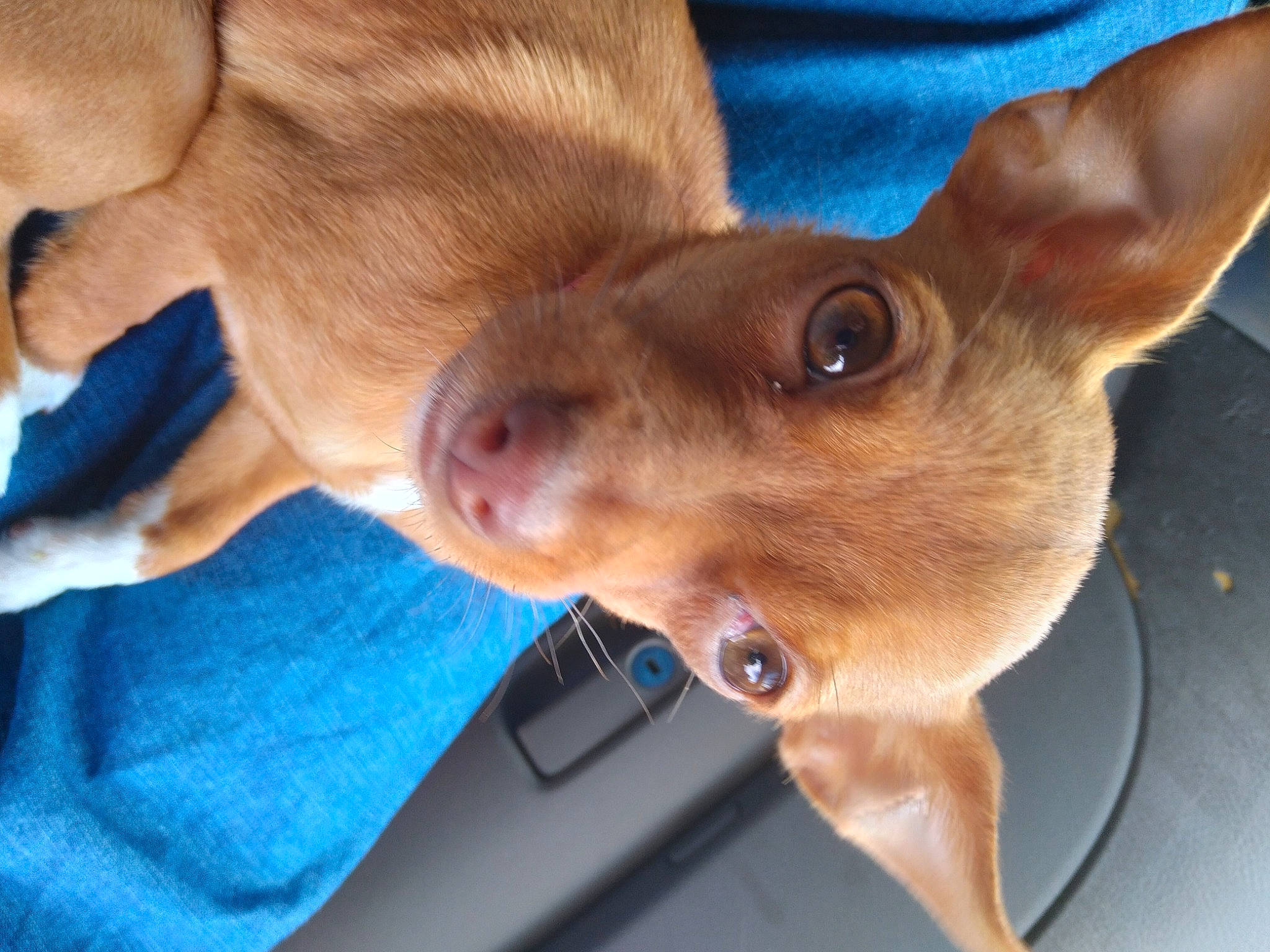 Fawn joined the competition — help win amazing prizes! canidae, carnivore, collar, comfort, companion_dog, dog, dog_breed, ear, fawn, fur, liver, snout, sporting_group, toy_dog, whiskers, working_animal