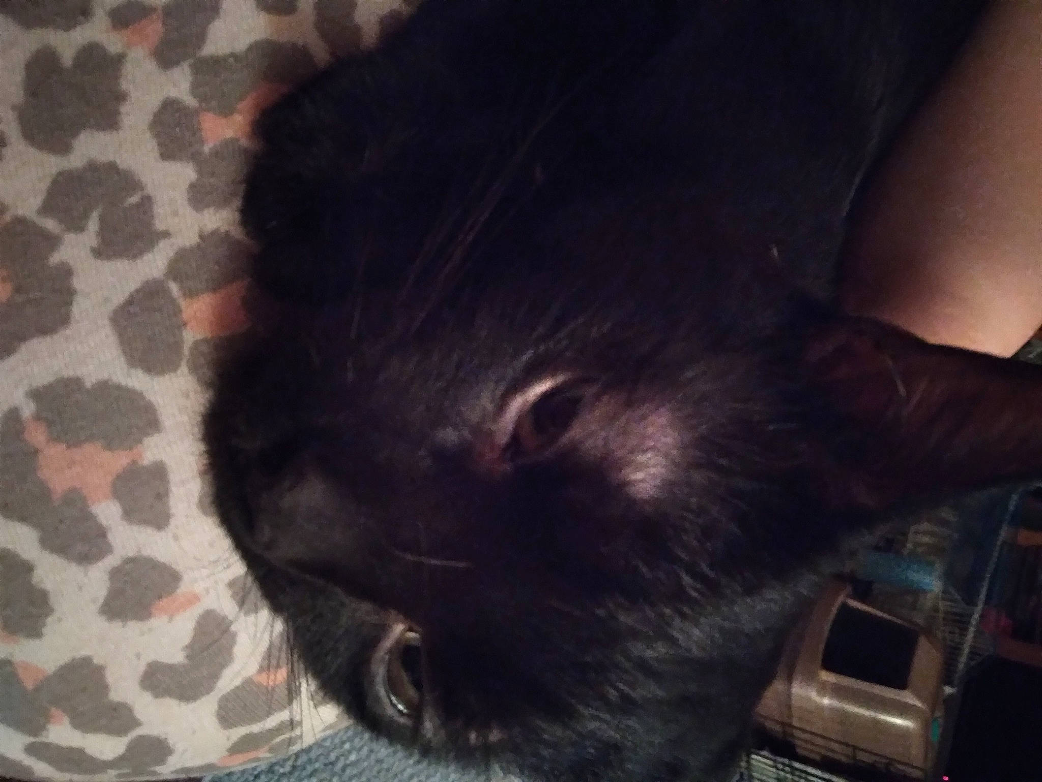 Bandit joined the competition — help win amazing prizes! black_cat, carnivore, cat, claw, cloud, comfort, dog_breed, domestic_short_haired_cat, ear, elbow, felidae, foot, fur, gesture, paw, small_to_medium_sized_cats, snout, tail, whiskers