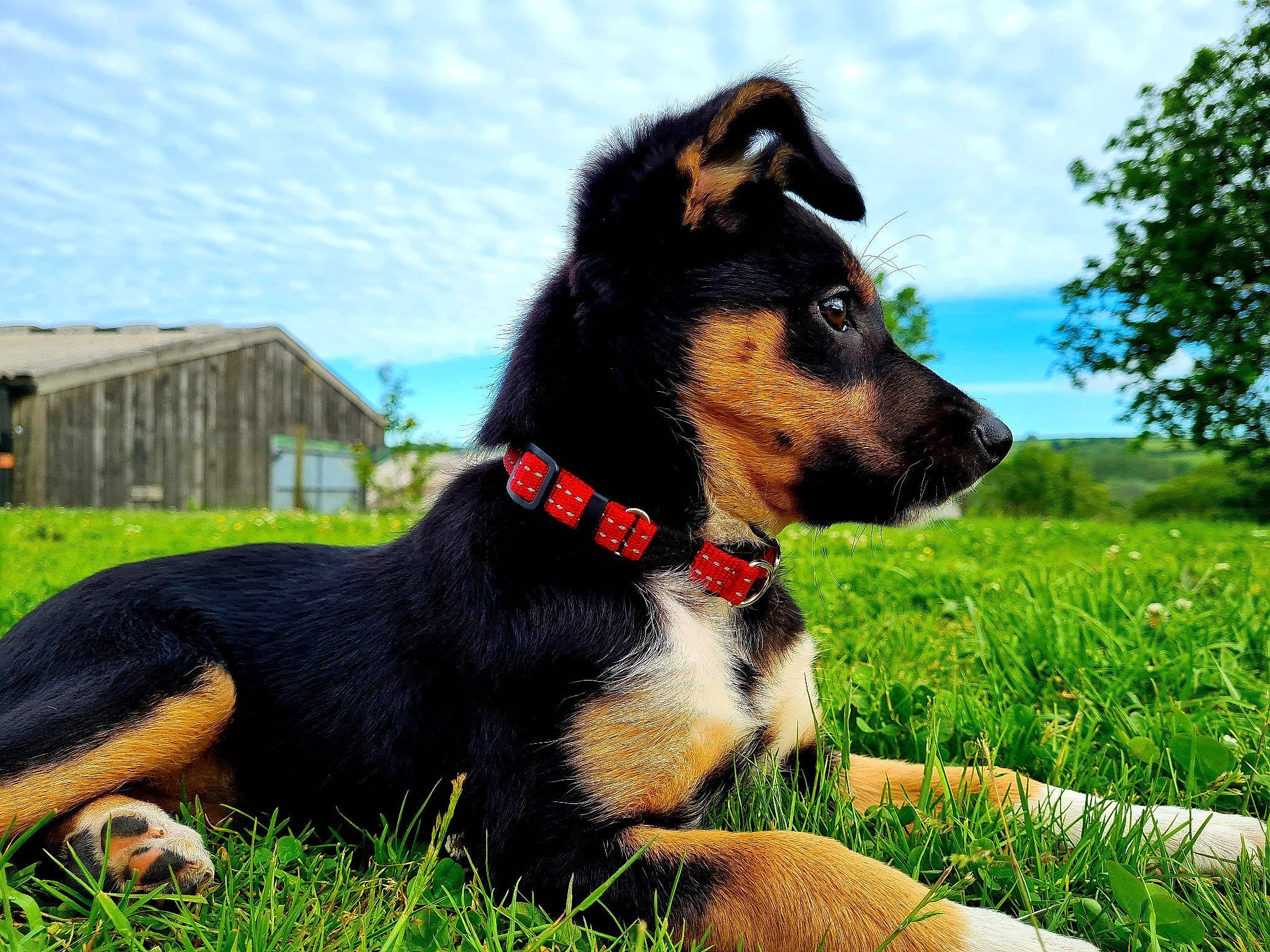 Gypsy is registered to the contest to win money with this photo: carnivore, cloud, collar, companion_dog, dog, dog_breed, dog_collar, dog_supply, fawn, grass, herding_dog, lawn, plant, sky, snout, sporting_group, sunglasses, tree, whiskers, working_animal