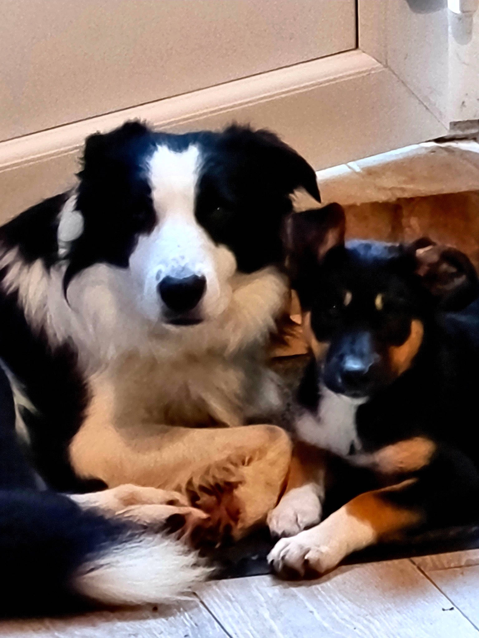 Bronson is registered to the contest to win money with this photo: australian_collie, australian_shepherd, border_collie, bored, canidae, carnivore, companion_dog, dog, dog_breed, fur, herding_dog, puppy, snout, sporting_group, terrestrial_animal, working_animal, working_dog