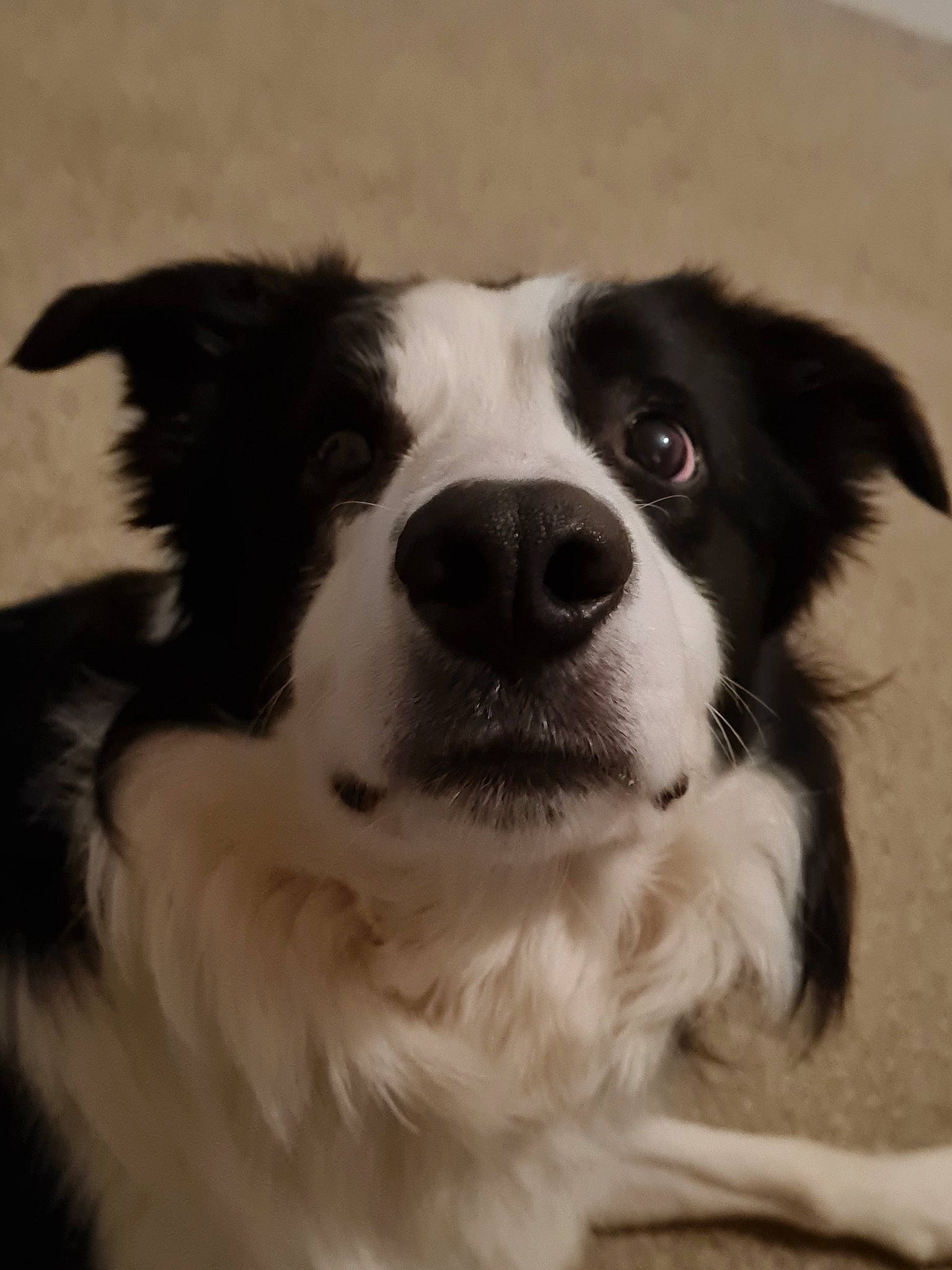 Bronson is registered to the contest to win money with this photo: australian_shepherd, border_collie, carnivore, companion_dog, dog, dog_breed, fur, herding_dog, snout, sporting_group, terrestrial_animal, whiskers, working_animal, working_dog