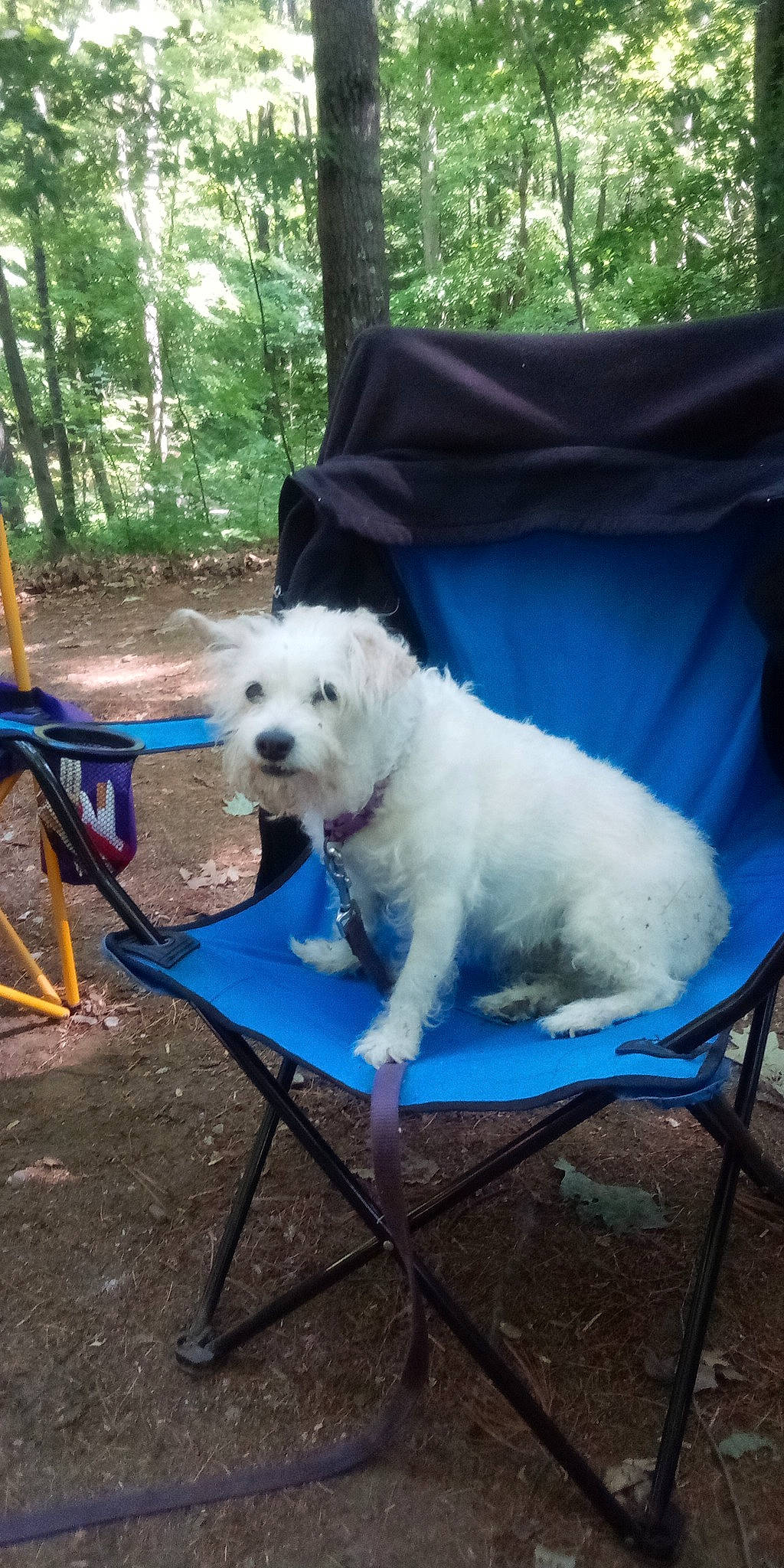 Priny is registered to the contest to win money with this photo: canidae, carnivore, chair, companion_dog, dog, dog_breed, dog_supply, electric_blue, fashion_accessory, folding_chair, labradoodle, outdoor_furniture, plant, recreation, small_terrier, sporting_group, tail, terrier, toy_dog, tree