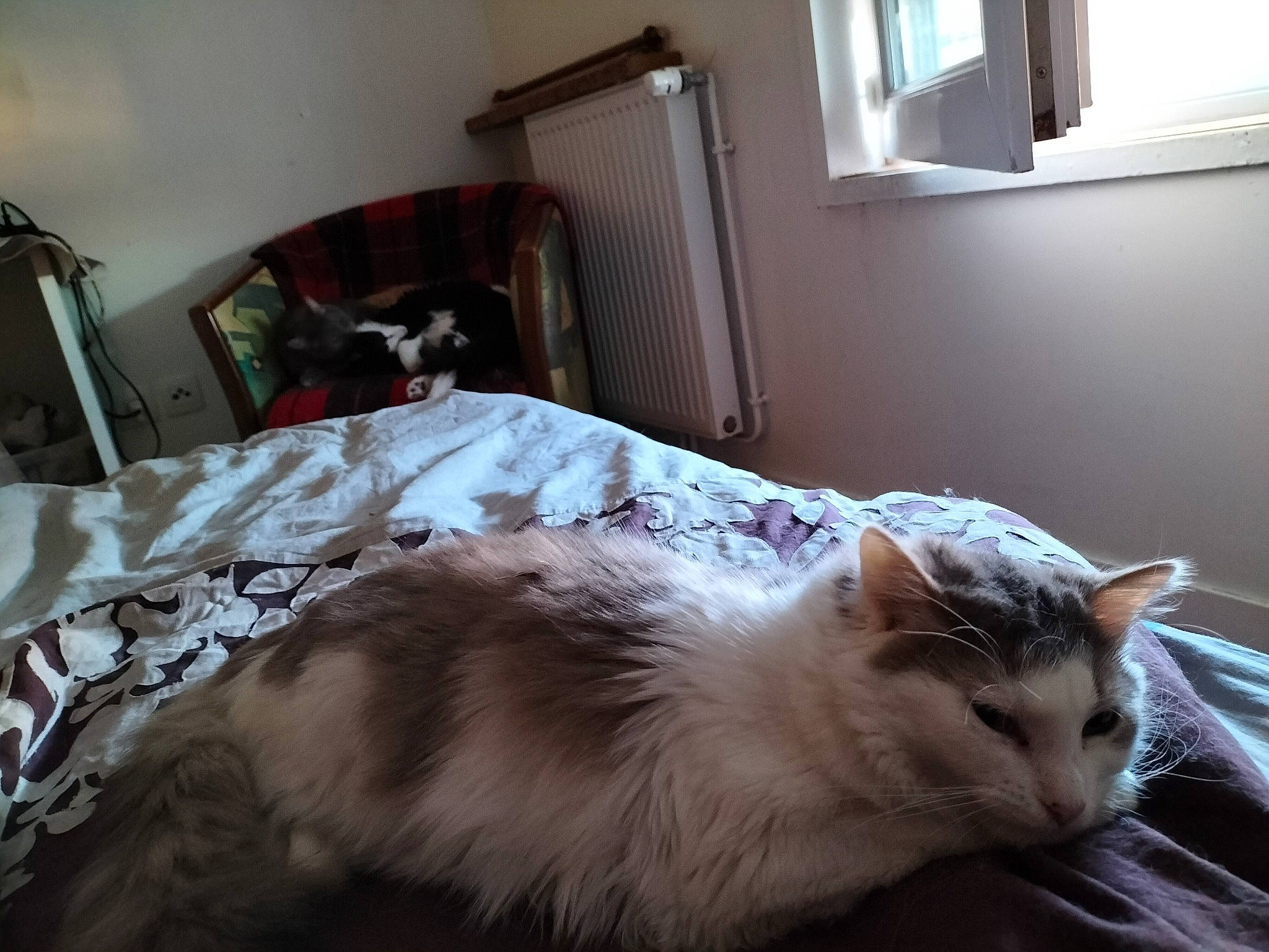 Oscar a rejoint le concours — aidez-le/la à gagner de superbes lots ! bed, bed_sheet, bedding, carnivore, cat, comfort, domestic_short_haired_cat, felidae, floor, flooring, linens, mammal, paw, small_to_medium_sized_cats, snout, tail, vertebrate, whiskers, window, wood