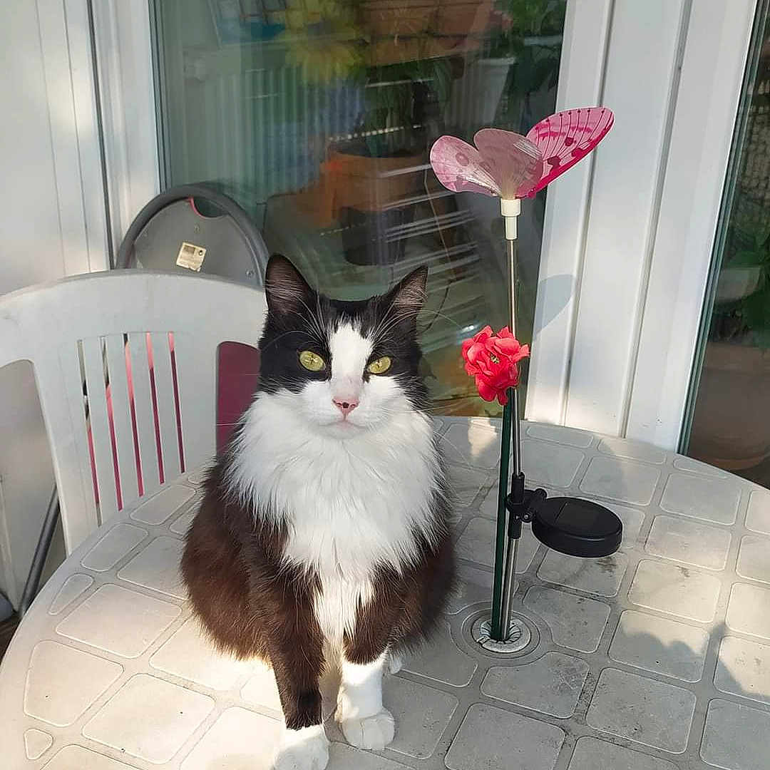 Oscar