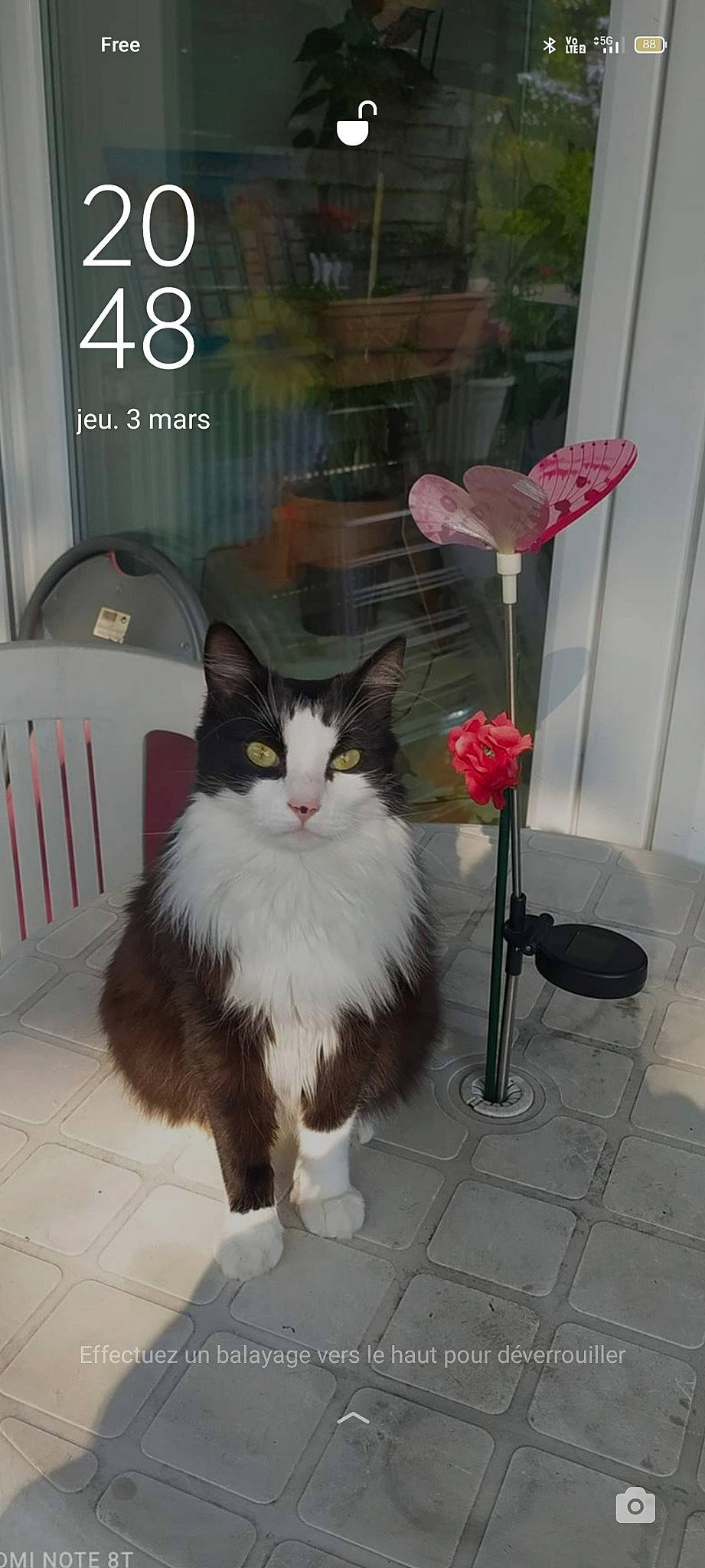 Oscar a rejoint le concours — aidez-le/la à gagner de superbes lots ! british_longhair, carnivore, cat, chair, claw, domestic_short_haired_cat, fawn, felidae, floor, flooring, flowerpot, fur, hardwood, paw, petal, sitting, small_to_medium_sized_cats, tail, terrestrial_animal, whiskers
