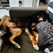 Thanos participe au concours pour gagner de l'argent avec cette photo : black_dog, brown_paws, canine, collar, comfortable, couch, cozy, dog, floor, furniture, home_decor, indoor, living_room, pet, pillow, relaxed, resting, sprawled, table, toy