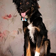 Thanos a rejoint le concours — aidez-le/la à gagner de superbes lots ! dog, black_dog, tan_markings, white_chest, sitting, wooden_stump, portrait, studio_photo, fluffy, tongue_out, happy, pet, animal, ears_up, brown_eyes, collar, indoor, cute, canine, smiling