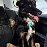 Thanos participe au concours pour gagner de l'argent avec cette photo : animal, backseat, black_dog, blanket, brown_dog, car_interior, collar, daylight, dog, domestic_animal, fur, happy, inside_car, looking_out_window, pet, seat, sitting, tongue_out, vehicle, window