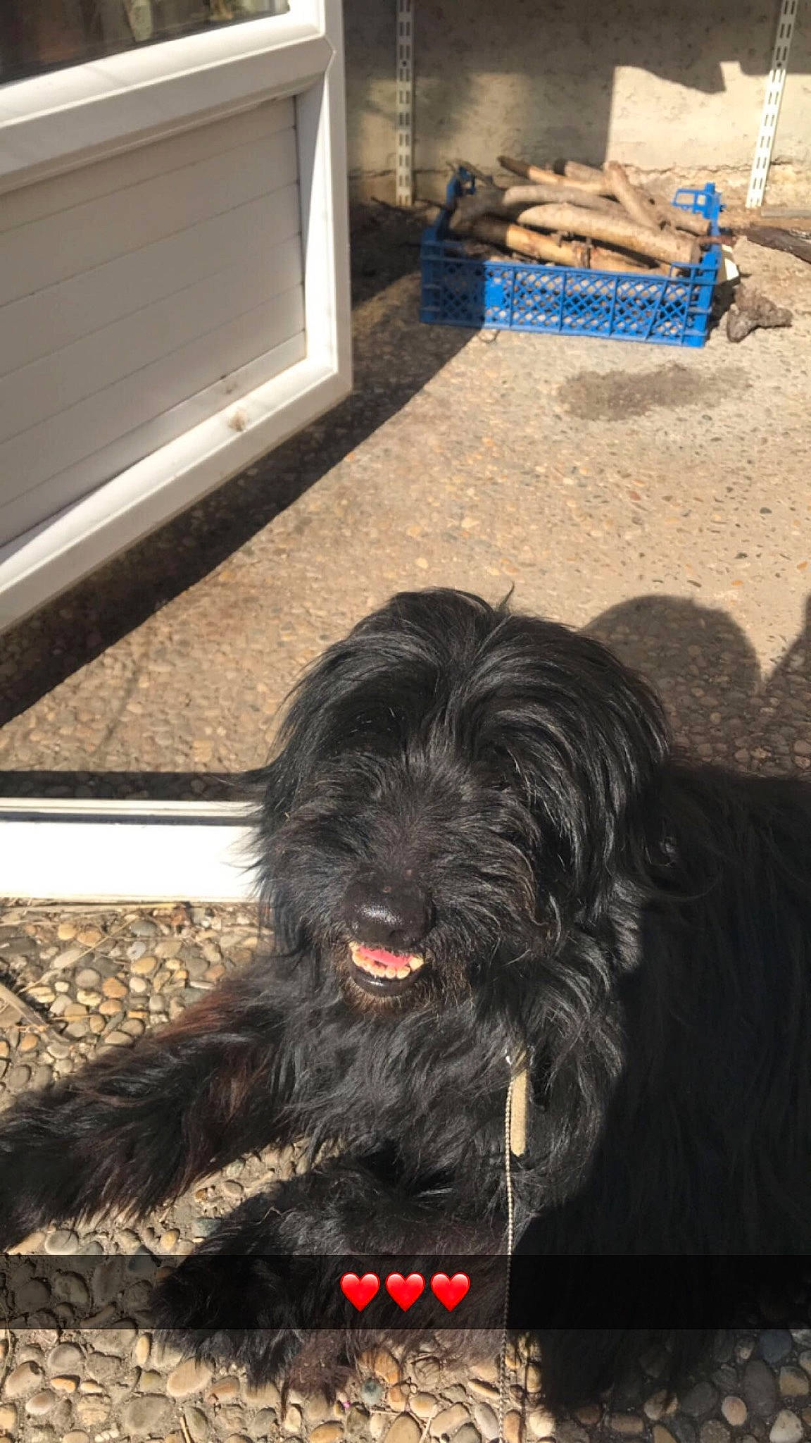 Toby participe au concours pour gagner de l'argent avec cette photo : canidae, carnivore, companion_dog, dog, dog_breed, dog_supply, door, flooring, fur, liver, maltepoo, non_sporting_group, small_terrier, soil, terrier, toy_dog, water_dog, working_animal, working_dog