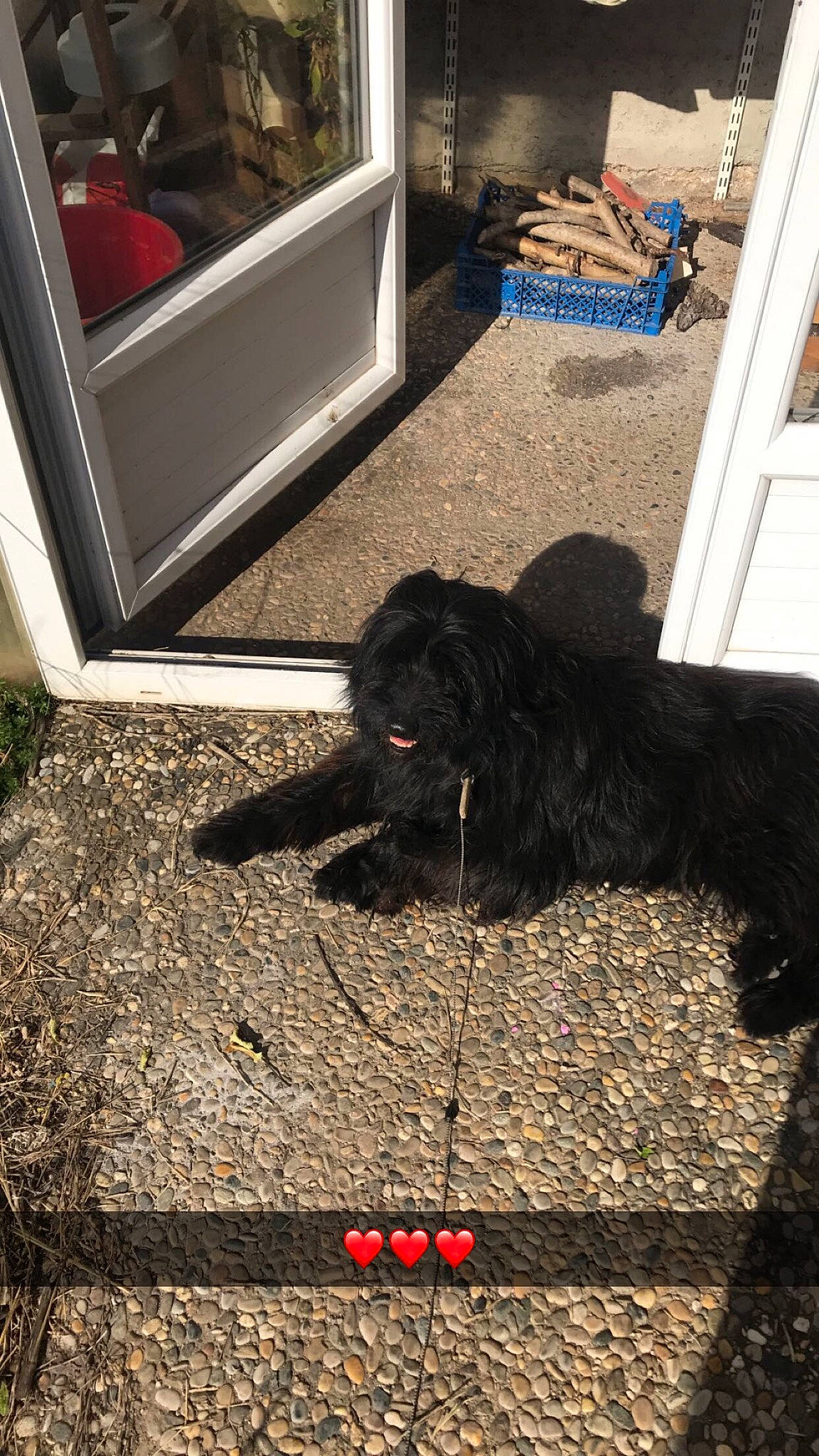 Toby participe au concours pour gagner de l'argent avec cette photo : asphalt, carnivore, chair, companion_dog, dog, dog_breed, door, floor, flooring, fur, grass, grey, mammal, road_surface, sidewalk, soil, sporting_group, tail, tints_and_shades, wood