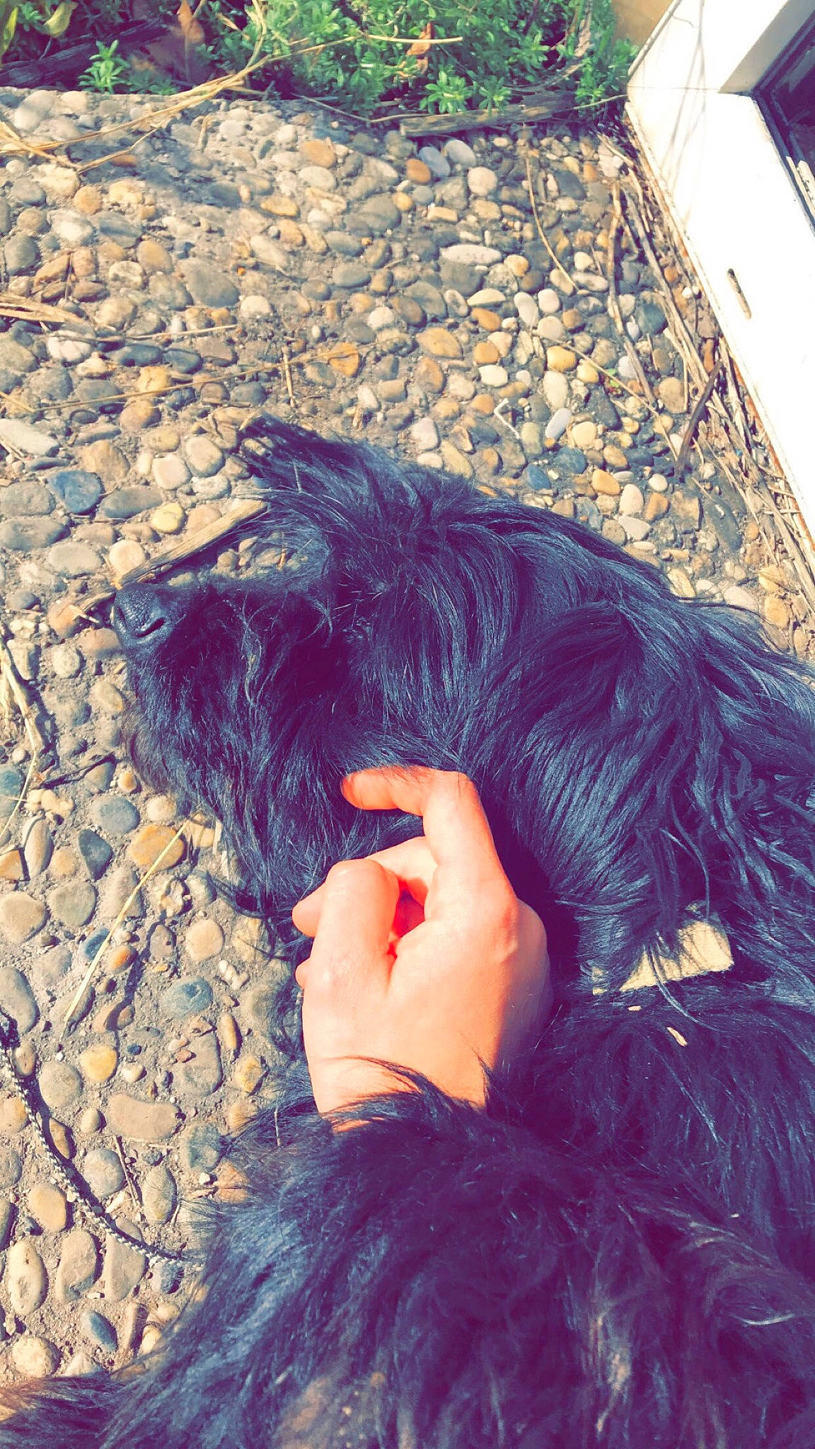 Toby participe au concours pour gagner de l'argent avec cette photo : azure, beard, black_hair, brown_hair, carnivore, companion_dog, dog_breed, dress, electric_blue, fur, gesture, happy, long_hair, mammal, morning, nail, pattern, shadow, tints_and_shades, vertebrate