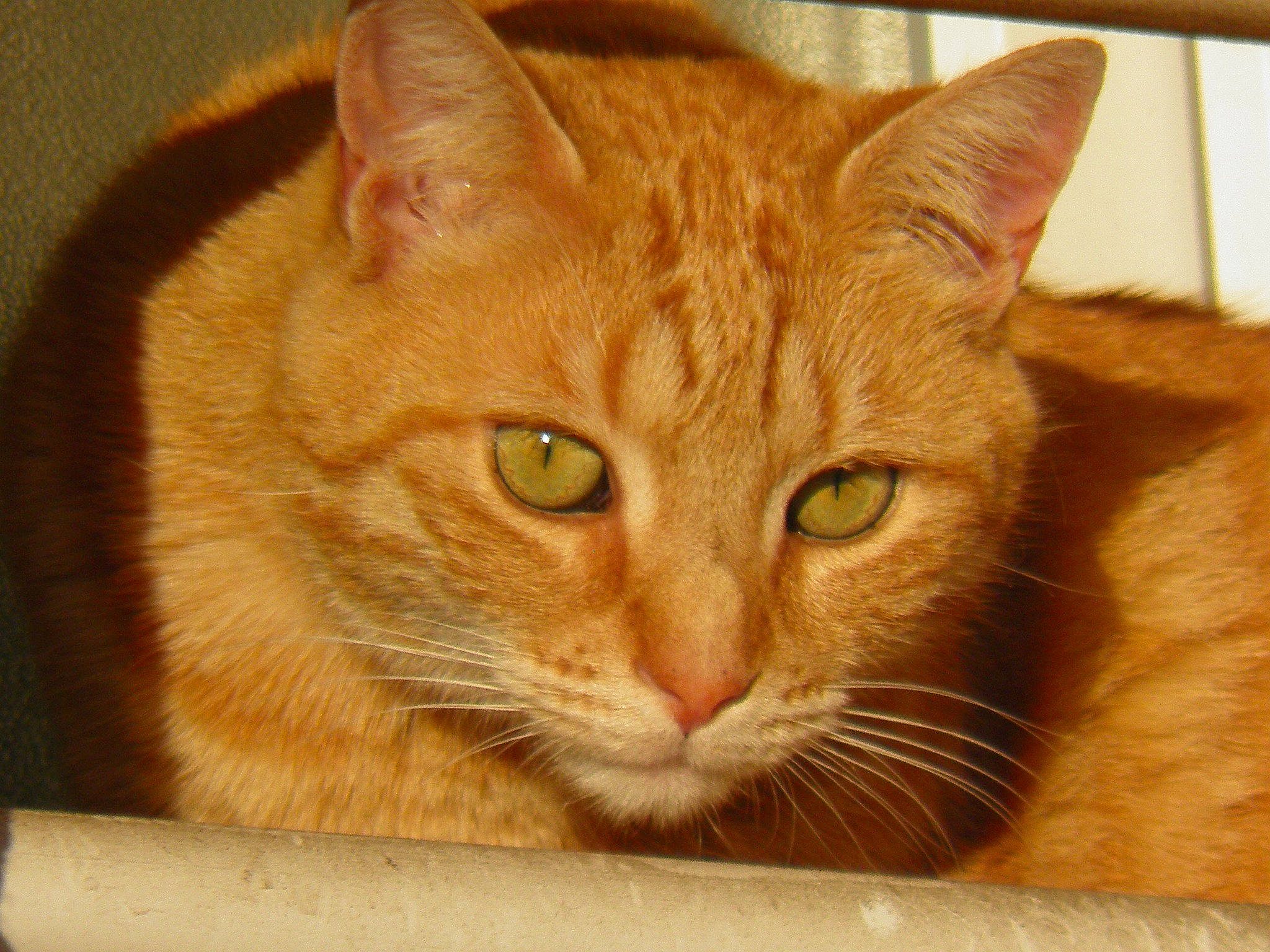 Alpha participe au concours pour gagner de l'argent avec cette photo : carnivore, cat, domestic_short_haired_cat, fawn, felidae, fur, iris, pet_supply, small_to_medium_sized_cats, snout, terrestrial_animal, whiskers, wood