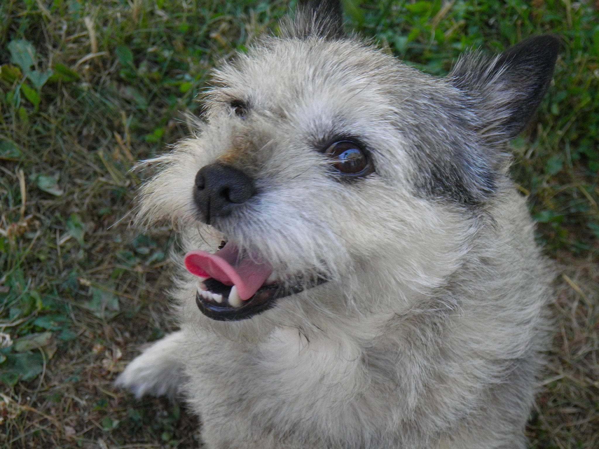 Maya participe au concours pour gagner de l'argent avec cette photo : ancient_dog_breeds, canidae, carnivore, collar, companion_dog, dog, dog_breed, grass, maltepoo, non_sporting_group, puppy, small_terrier, snout, sporting_group, terrestrial_animal, terrier, toy_dog, whiskers, working_animal