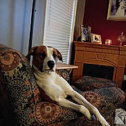 Molly May joined the competition — help win amazing prizes! dog, armchair, living_room, patterned_furniture, relaxed, brown_and_white, pet, indoors, home_decor, fireplace, photographs, blanket, window_blinds, wooden_table, couch, cozy, portrait, animal, domestic, resting