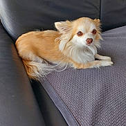 Tina a rejoint le concours — aidez-le/la à gagner de superbes lots ! dog, small_dog, long_hair, light_brown, white_fur, couch, blanket, indoor, pet, relaxed, fur, canine, resting, looking_at_camera, leather_couch, home, cozy, animal, companion, domestic