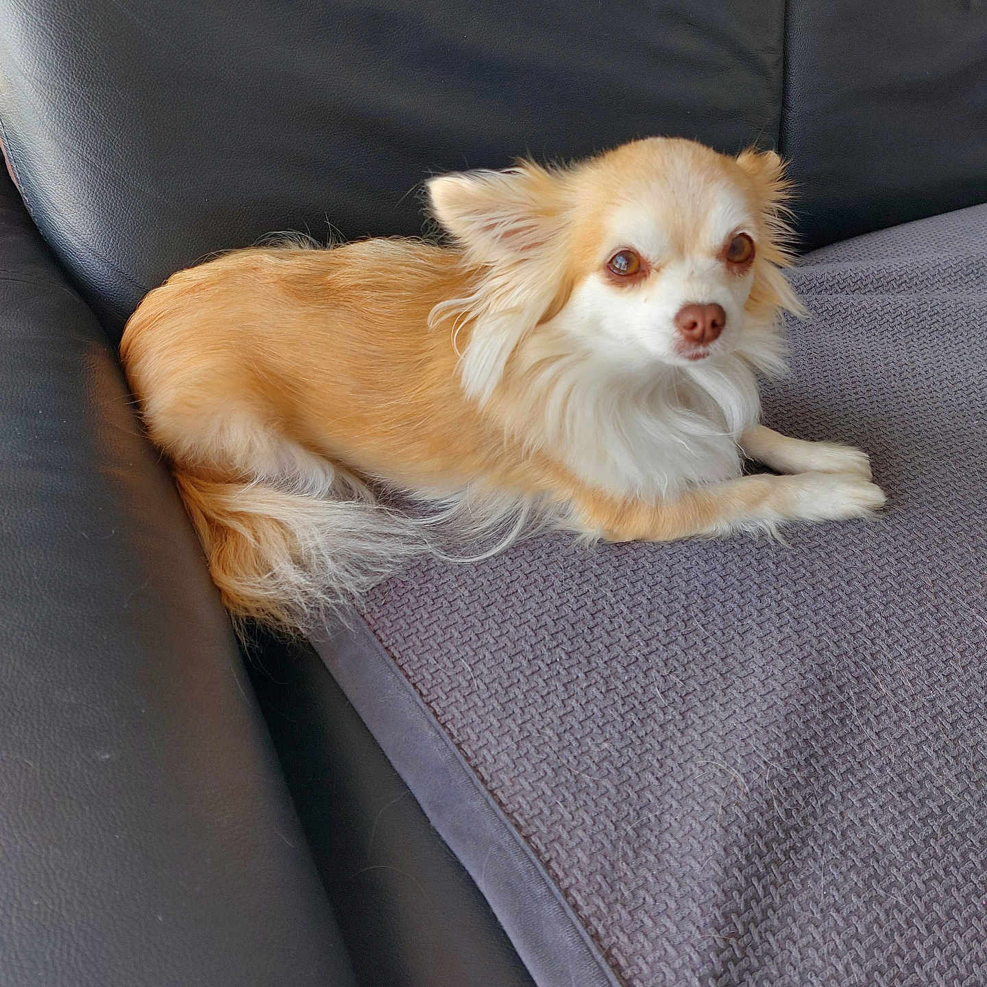 Tina a rejoint le concours — aidez-le/la à gagner de superbes lots ! dog, small_dog, long_hair, light_brown, white_fur, couch, blanket, indoor, pet, relaxed, fur, canine, resting, looking_at_camera, leather_couch, home, cozy, animal, companion, domestic