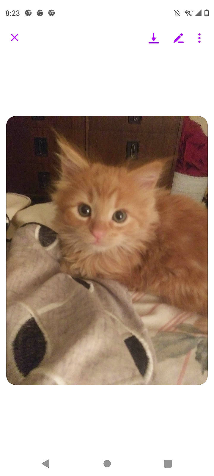 Juno joined the competition — help win amazing prizes! british_longhair, carnivore, cat, fawn, felidae, fur, paw, rectangle, small_to_medium_sized_cats, snapshot, snout, square, terrestrial_animal, whiskers, working_animal