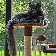Grayson joined the competition — help win amazing prizes! cat, fluffy, gray_cat, cat_tree, toy_mouse, window, screen, outdoor, greenery, sunlight, tail, pet, feline, indoor, resting, looking, animal, domestic, yellow_eyes, relaxed