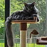 cat, fluffy, gray_cat, cat_tree, toy_mouse, window, screen, outdoor, greenery, sunlight, tail, pet, feline, indoor, resting, looking, animal, domestic, yellow_eyes, relaxed