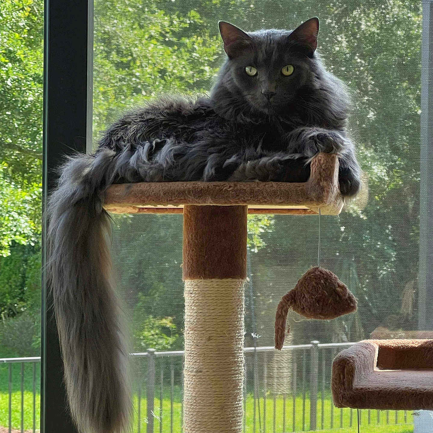 Grayson joined the competition — help win amazing prizes! cat, fluffy, gray_cat, cat_tree, toy_mouse, window, screen, outdoor, greenery, sunlight, tail, pet, feline, indoor, resting, looking, animal, domestic, yellow_eyes, relaxed