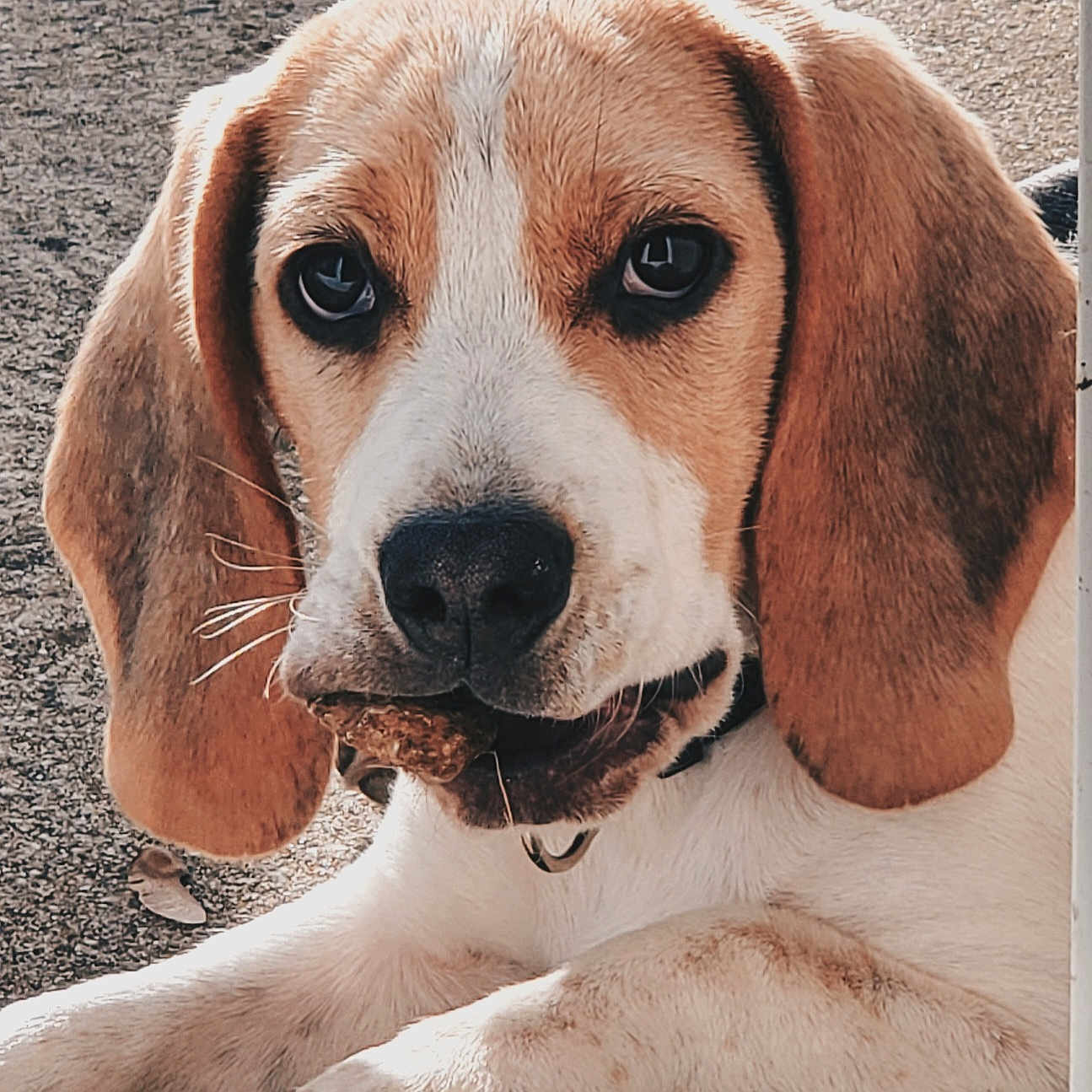 Vega a rejoint le concours — aidez-le/la à gagner de superbes lots ! animal, beagle, canine, dog, hound, labradorretriever, pet, pointer, puppy, snout, whitedog