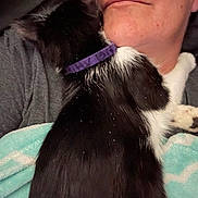 Lil Bitz joined the competition — help win amazing prizes! person, cat, black_cat, white_fur, purple_collar, snuggling, close_up, face, neck, shoulder, cozy, affection, pet, indoor, blanket, gray_shirt, fur, whiskers, relaxation, intimacy