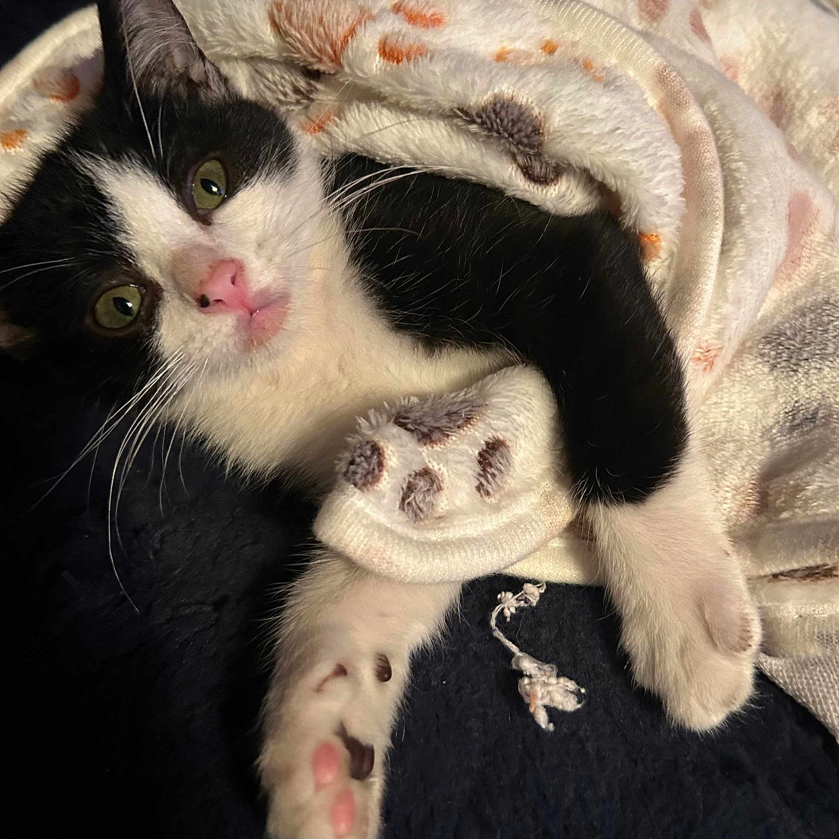Lil Bitz