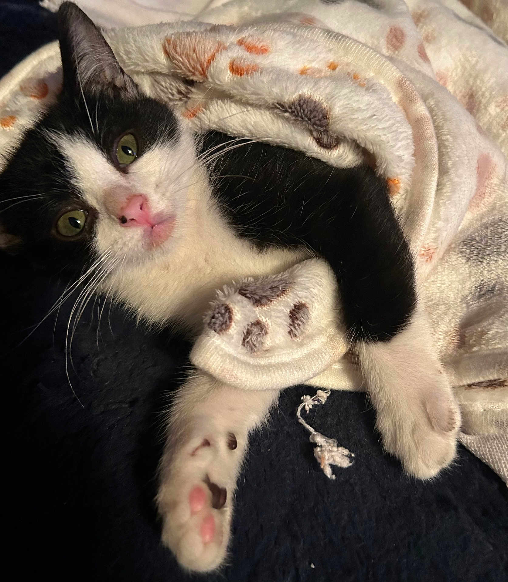 Lil Bitz is registered to the contest to win money with this photo: kitten, cat, black_and_white, blanket, soft_texture, paw, curious, indoor, cute, pet, animal, feline, resting, cozy, young, fur, whiskers, closeup, sleepy, pink_nose
