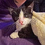 Lil Bitz is registered to the contest to win money with this photo: kitten, cat, black_and_white, blanket, purple, fabric, tattoo, arm, pet, animal, cute, whiskers, paw, resting, indoor, close_up, fur, young, curious, cozy