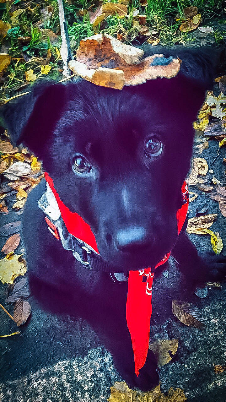 Adès participe au concours pour gagner de l'argent avec cette photo : borador, canidae, carnivore, dog, dog_breed, feist, formosan_mountain_dog, hunting_dog, labrador_retriever, patterdale_terrier, plant, rare_breed_dog, red, snout, sporting_group