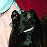 animal, bed, bedding, black_cat, cat, closeup, collar, fangs, furry, harness, indoors, lying_down, open_mouth, paw_pads, pet, pink_blanket, playful, raised_paw, red_background, upside_down