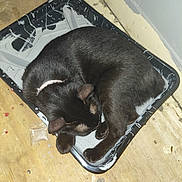 Little Girl is registered to the contest to win money with this photo: cat, black_cat, sleeping, curled_up, pet, feline, animal, fur, whiskers, ears, paws, tail, paint_tray, workshop, wooden_floor, paint_splatter, indoor, resting, cozy, photography