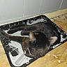 Little Girl is registered to the contest to win money with this photo: cat, black_cat, sleeping, lying_down, animal, pet, furry, whiskers, ears, tail, collar, indoor, workshop, paint_tray, paint_splatter, wooden_floor, wall, portrait, relaxed, nap