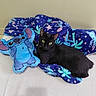 animal, black_cat, blanket, blue, cat, couch, cozy, cushion, feline, galaxy_pattern, green_eyes, home, indoors, lying_down, pet, plush_toy, portrait, purple, relaxed, stitch
