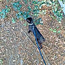 animal, black_dog, canine, collar, dog, exploring, foliage, garden, ground, leash, leaves, nature, outdoors, path, pet, plants, soil, sunlight, top_down_view, walking