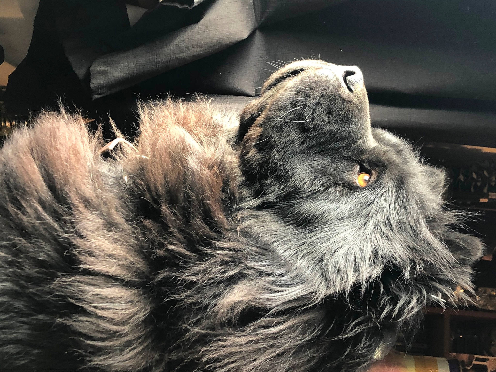 Popo joined the competition — help win amazing prizes! canidae, carnivore, claw, dog_breed, felidae, fur, grey, natural_material, paw, small_to_medium_sized_cats, sporting_group, tail, terrestrial_animal, whiskers, wildlife