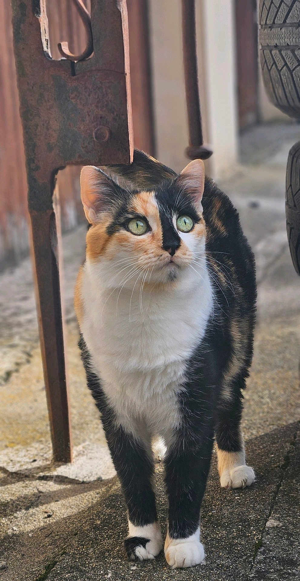Choupette a rejoint le concours — aidez-le/la à gagner de superbes lots ! cat, calico_cat, animal, pet, outdoor, concrete, rusty_metal, tire, curious, fur, whiskers, green_eyes, alert, standing, close_up, texture, shadow, sunlight, nature, mammal