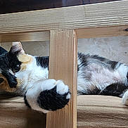 Choupette a rejoint le concours — aidez-le/la à gagner de superbes lots ! cat, calico_cat, paw, wooden_slats, indoor, furniture, relaxing, curious, animal, pet, fur, whiskers, claws, closeup, resting, couch, domestic_cat, playful, looking, cozy