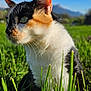 Choupette participe au concours pour gagner de l'argent avec cette photo : cat, calico, grass, outdoor, nature, animal, feline, greenery, sunlight, whiskers, ears, fur, closeup, portrait, daytime, blue_sky, mountain, peaceful, pet, curious