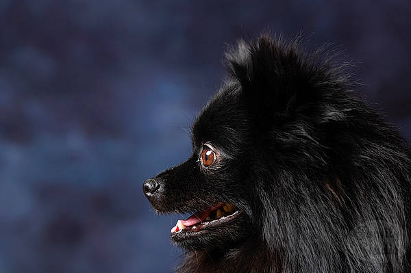 Léty a rejoint le concours — aidez-le/la à gagner de superbes lots ! canidae, carnivore, companion_dog, dog, dog_breed, fur, german_spitz, german_spitz_mittel, mammal, non_sporting_group, pomeranian, snout, spitz, vertebrate