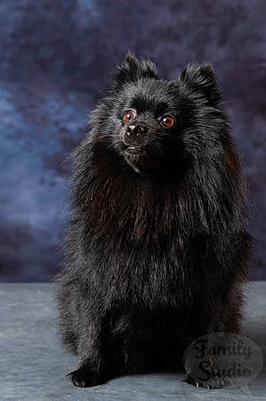 Léty a rejoint le concours — aidez-le/la à gagner de superbes lots ! canidae, carnivore, companion_dog, dog, dog_breed, fur, german_spitz, german_spitz_klein, german_spitz_mittel, mammal, non_sporting_group, pomeranian, spitz, vertebrate